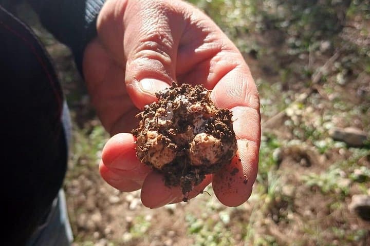 Truffle hunting in the Sicani mountains: a unique experience in Sicily