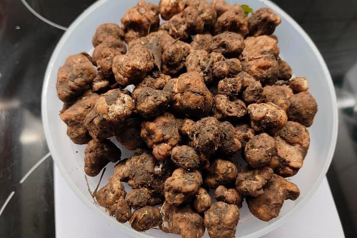 Truffle hunting in the Sicani mountains: a unique experience in Sicily