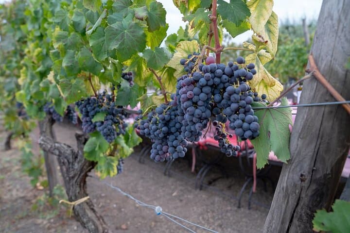 Pompeii Wine Tasting Experience, Vineyards Tour and Lunch