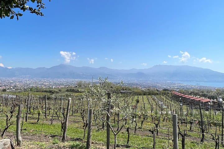 Private Tour in Pompeii Ruins and Pompeii City Center Winery