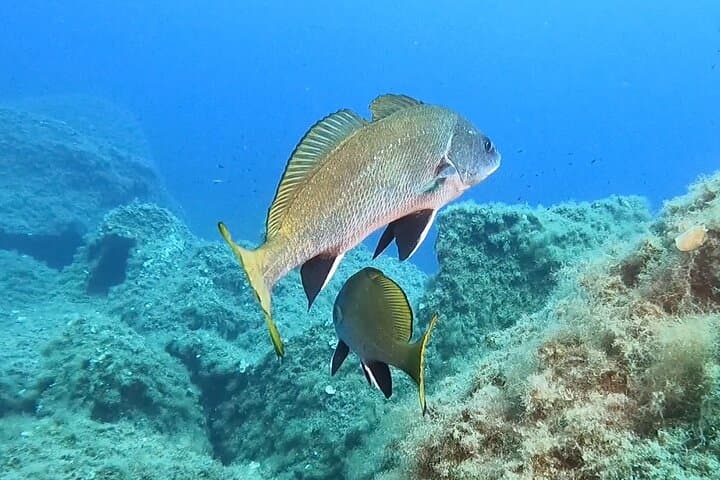 Open Water Diver course