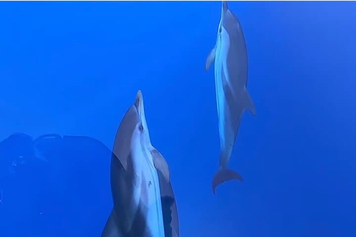 Sailing with dolphins