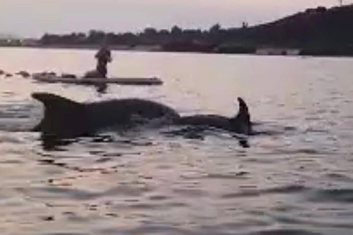 Dolphin SUP Tour