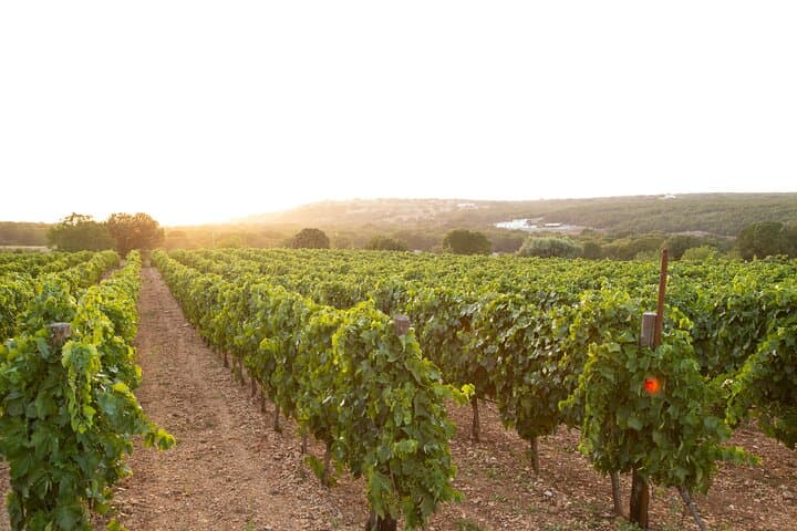 Vineyard