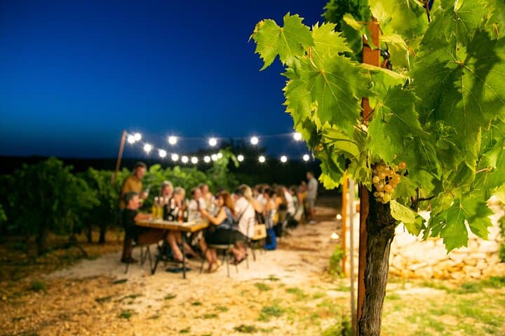 Wine Experience: vineyard, wines and food
