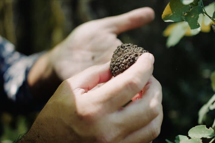 Truffle Hunting in Tuscany with Tasting - Private