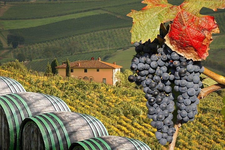 The Essence of Tuscany: Private Chianti & Estate Winery Lunch