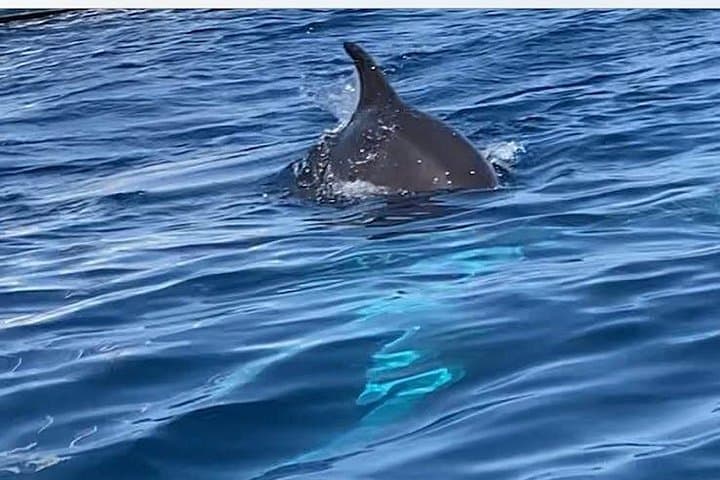 Dolphin Tour