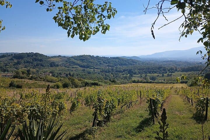 Wine Tour in the Countryside of Lucca with Lunch - with Minivan