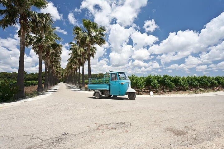 Vineyard