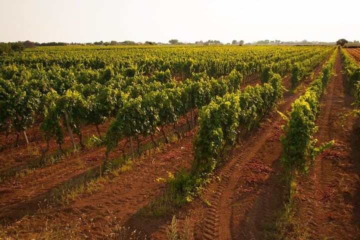 Vineyard