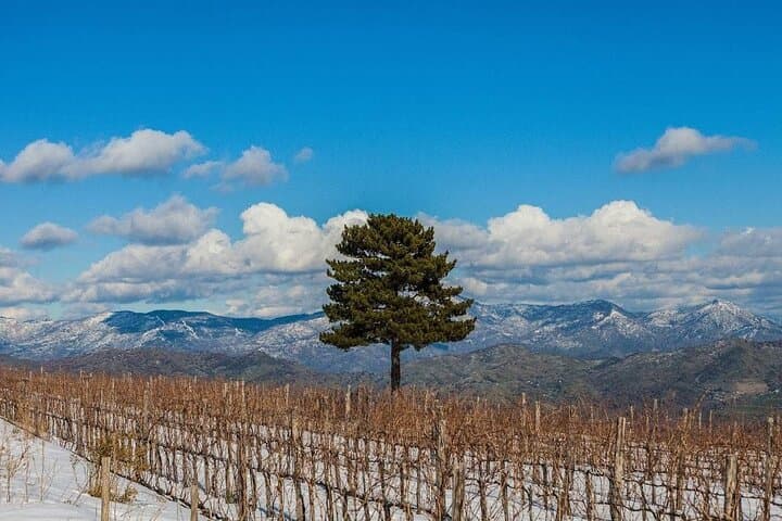 Wine Tasting Experience Etna Nord