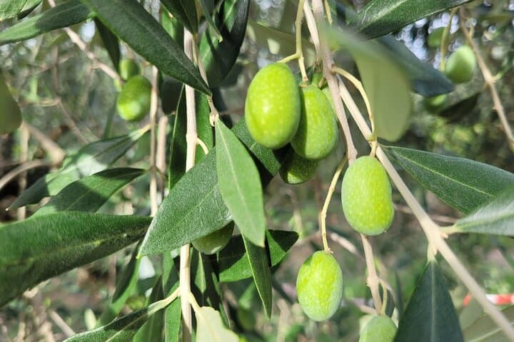 olives