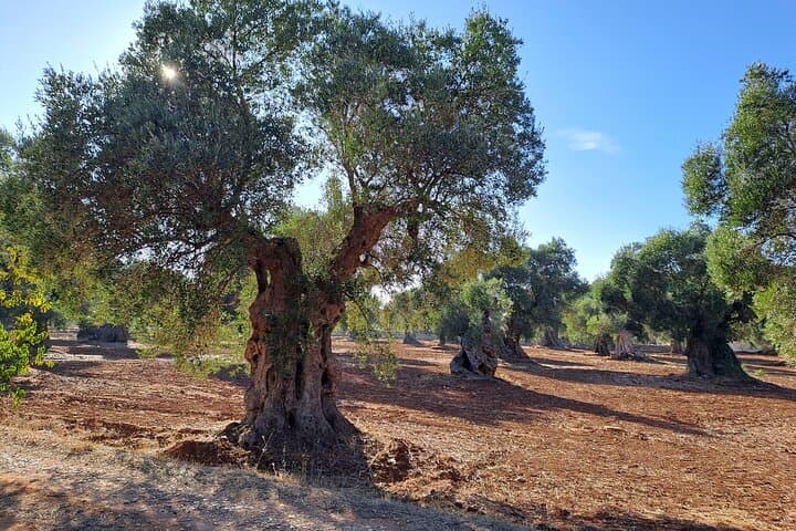 E-bike tour in Ostuni. Oil mill, Dolmen and huge olive trees