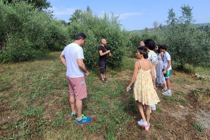 Evo Oil Tasting School, olive grove walk and lunch