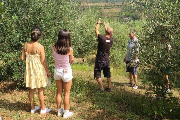 Evo Oil Tasting School, olive grove walk and lunch