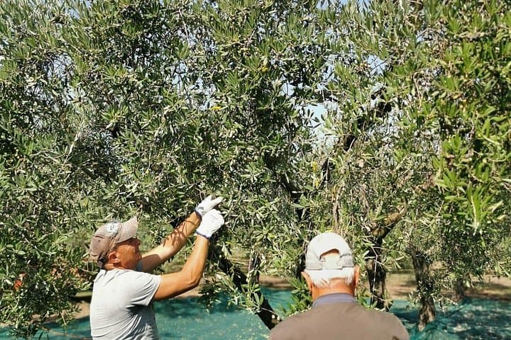 Olive Oil Tour Visit to the oil mill and olive oil tasting