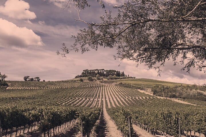 Sensorial Wine Tasting and Masterclass in Chianti Region