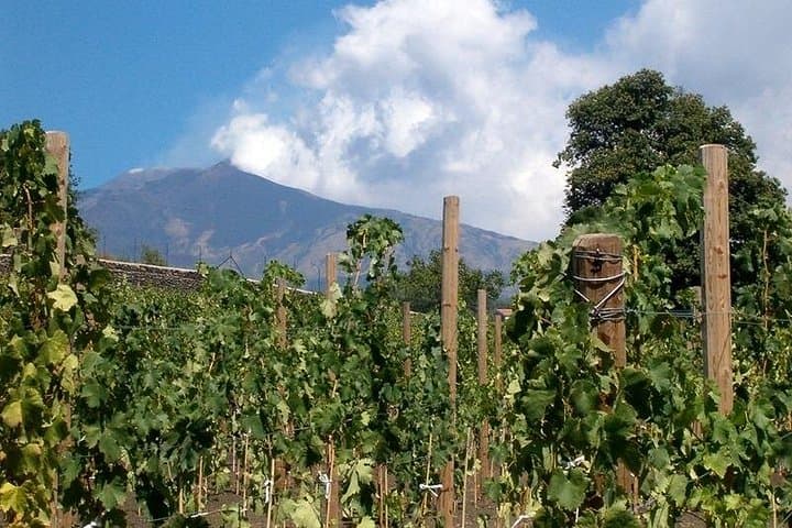 Grand Wine Tour from Catania or Taormina