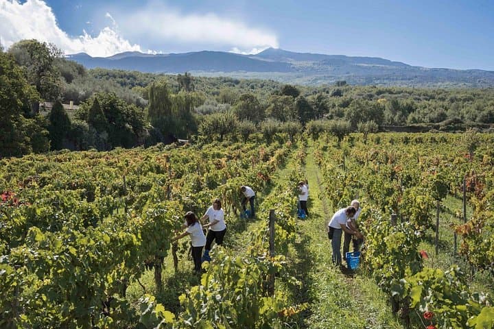 Grand Wine Tour from Catania or Taormina