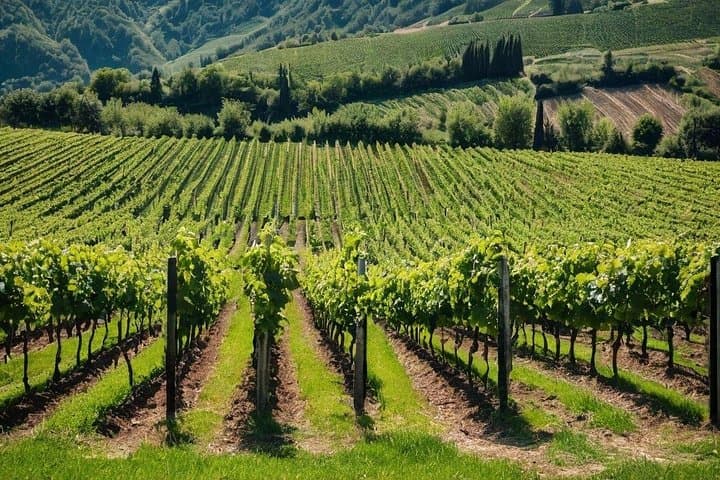 Winery Tour with Wine and Food Tasting in Valdobbiadene
