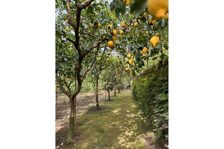 Nonna Concettina Sorrento Lemon Tour