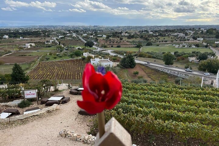 LOCOROTONDO - view of the Valle d'Itria and wine tasting on terraces