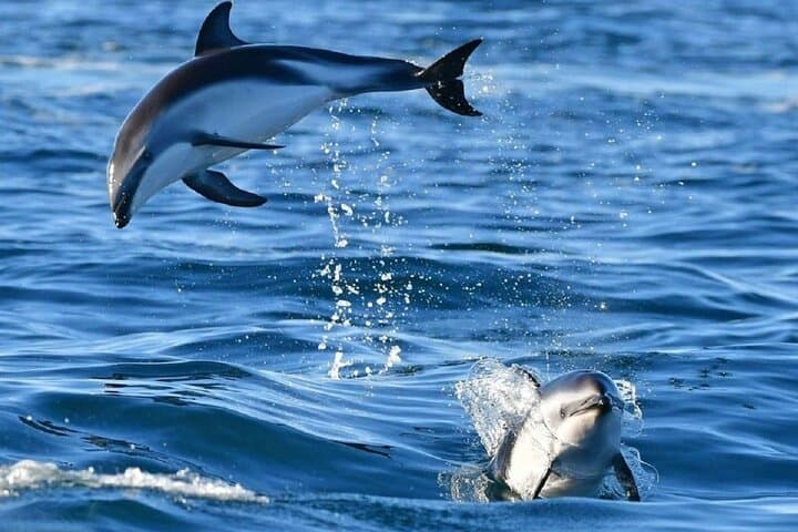 Golfo aranci : Dolphin spotting and snorkling in a dinghy