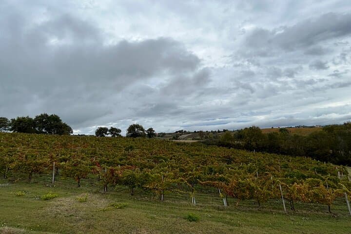 Exclusive Private Assisi & Sagrantino Wines Experience