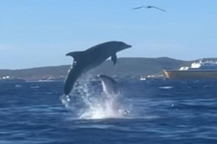 Dolphin Sighting