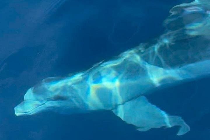 Dolphin-spotting SUP tour with Golfo Aranci aperitif