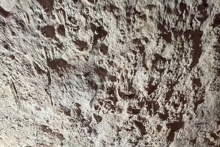 Marine fossils on rock faces