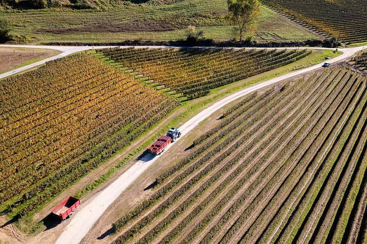 Langhe Wine Tasting and Traditional Lunch