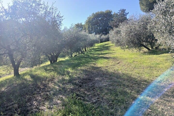San Gimignano: Guided winery tour and picnic in the olive trees