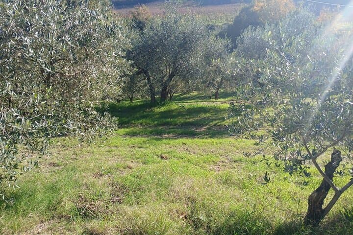 San Gimignano: Guided winery tour and picnic in the olive trees