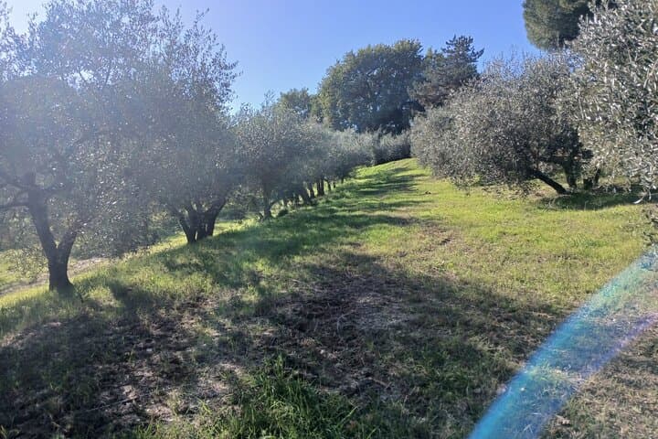 San Gimignano: Guided winery tour and picnic in the olive trees