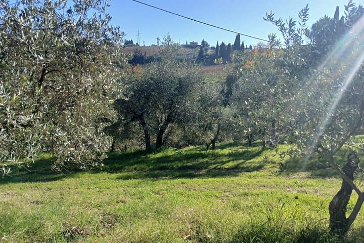 San Gimignano: Guided winery tour and picnic in the olive trees