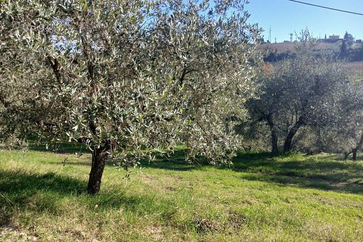San Gimignano: Guided winery tour and picnic in the olive trees