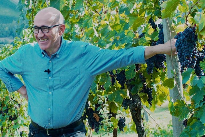 Red vineyard