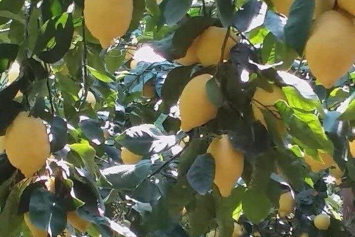 Cooking class in ”La Fattoria di Mari" on Amalfi coast
