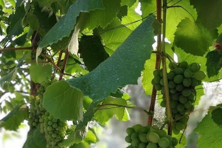 Cooking class in ”La Fattoria di Mari" on Amalfi coast