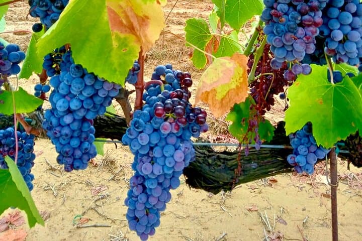 Grape from our vineyard