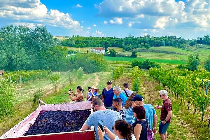 During the harvest in September you can taste the fresh grapes