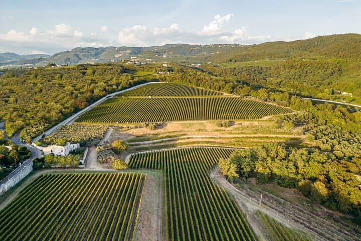 Tenuta Santa Maria di Gaetano Bertani - Clos Vineyard