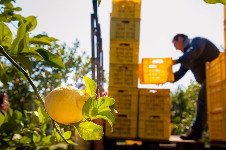 Private Amalfi Limoncello Experience