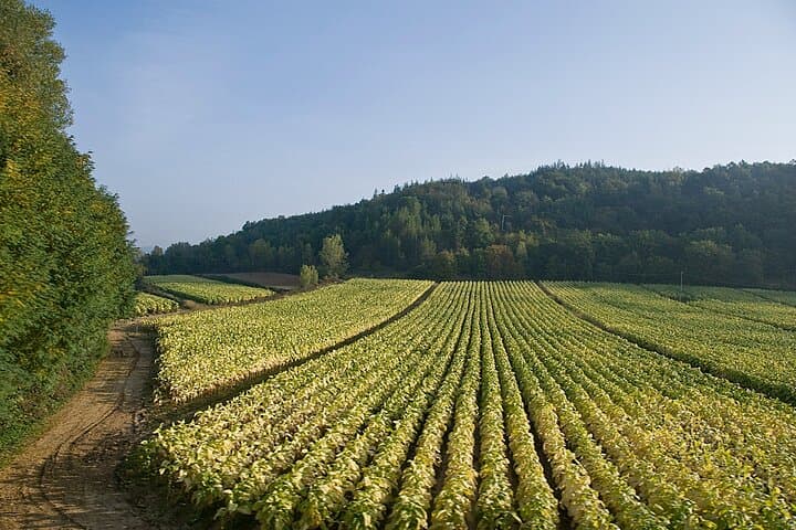 Wine tasting in Roman Countryside: 3-hour tour from Rome