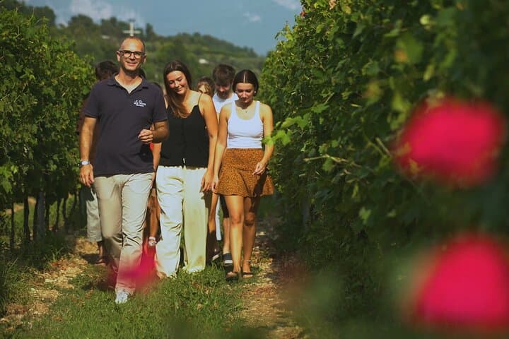 Bardolino: vineyard tour, wine, oil and food tasting