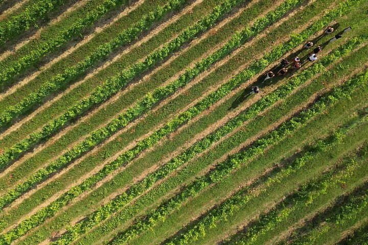 Bardolino: vineyard tour, wine, oil and food tasting