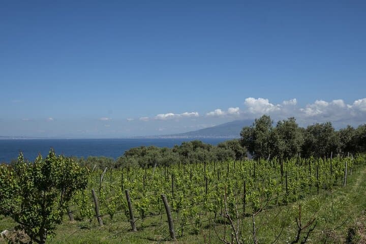 Sorrento Wine Tasting Experience and Cellar Guided Tour