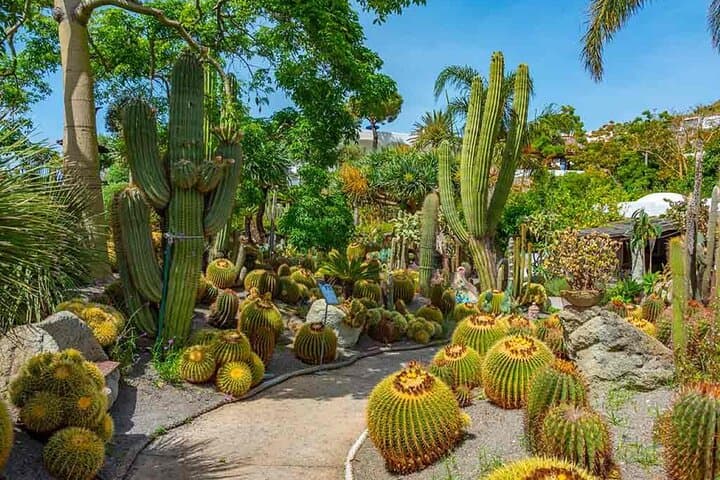 Cactus garden